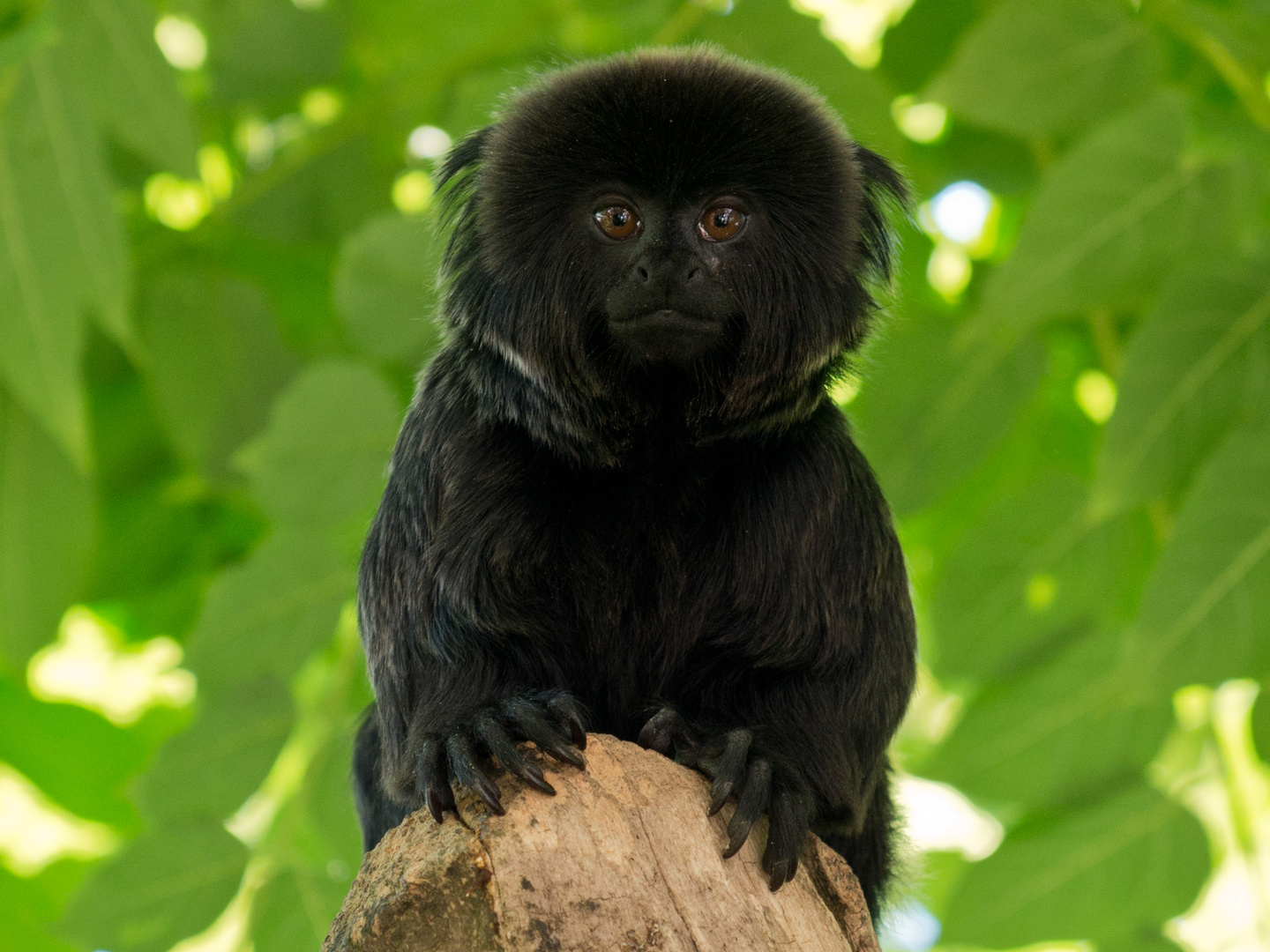 Springtamarin Foto & Bild | tiere, zoo, wildpark & falknerei, natur Bilder  auf fotocommunity