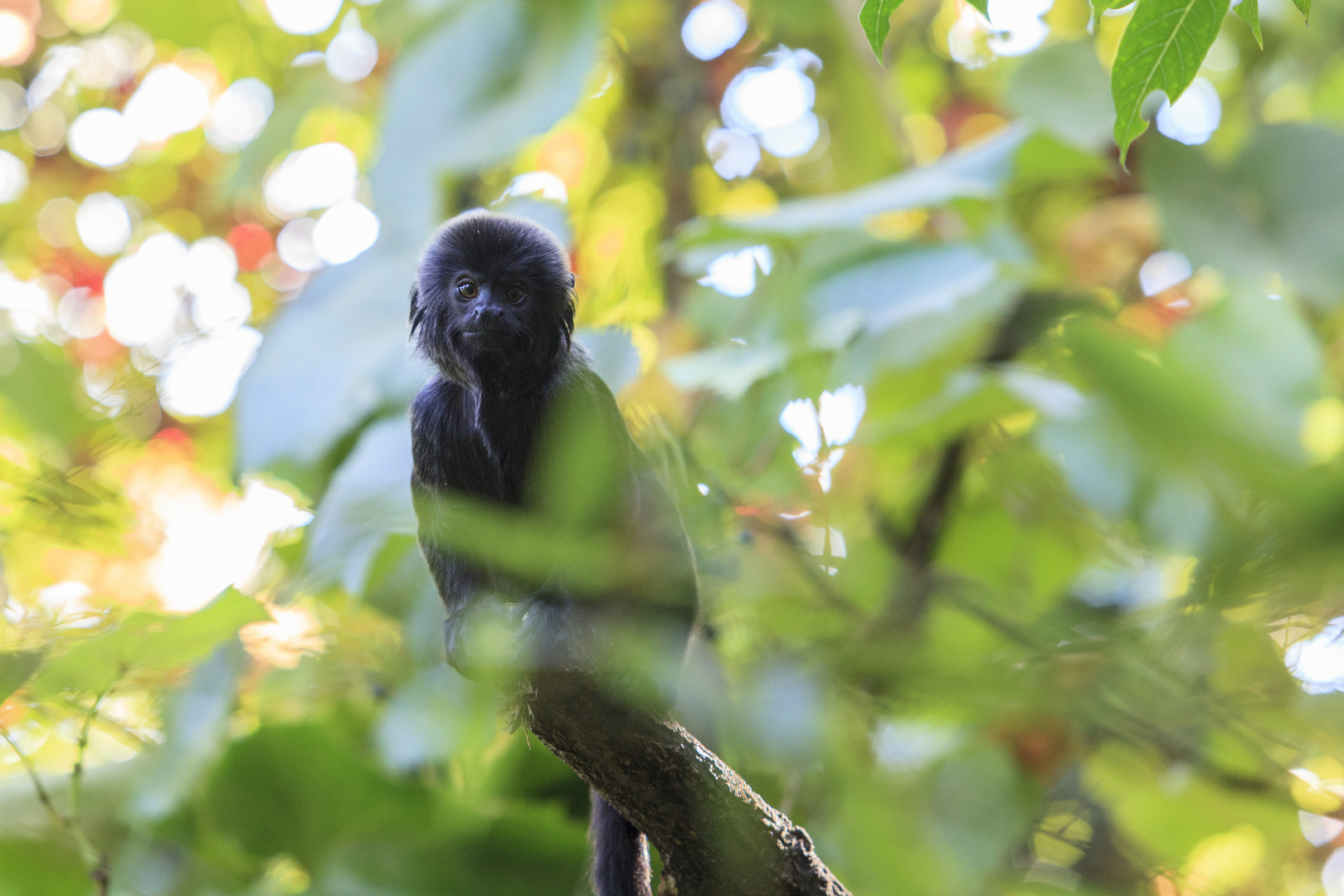 Springtamarin