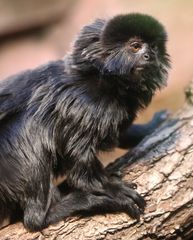 Springtamarin im Frankfurter Zoo.....