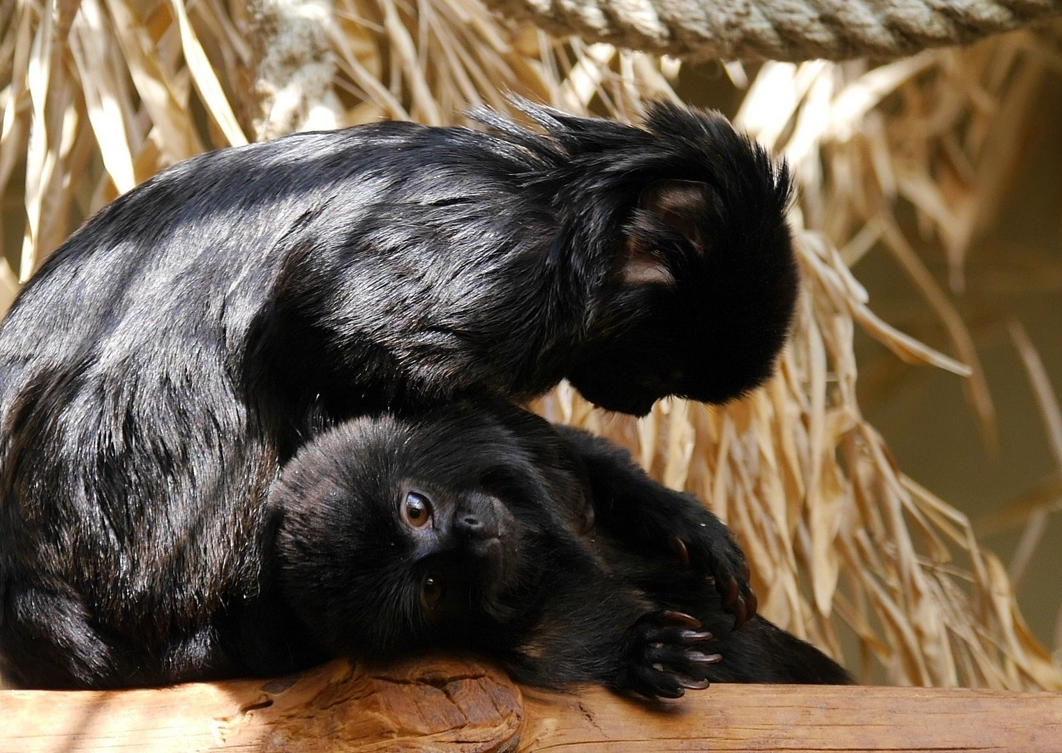 Springtamarin mit Durchblick