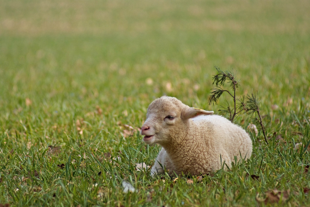 Springtime by Aus Ueberzeugung