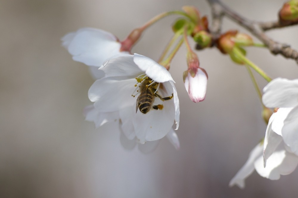 Springtime von Albert Weizel