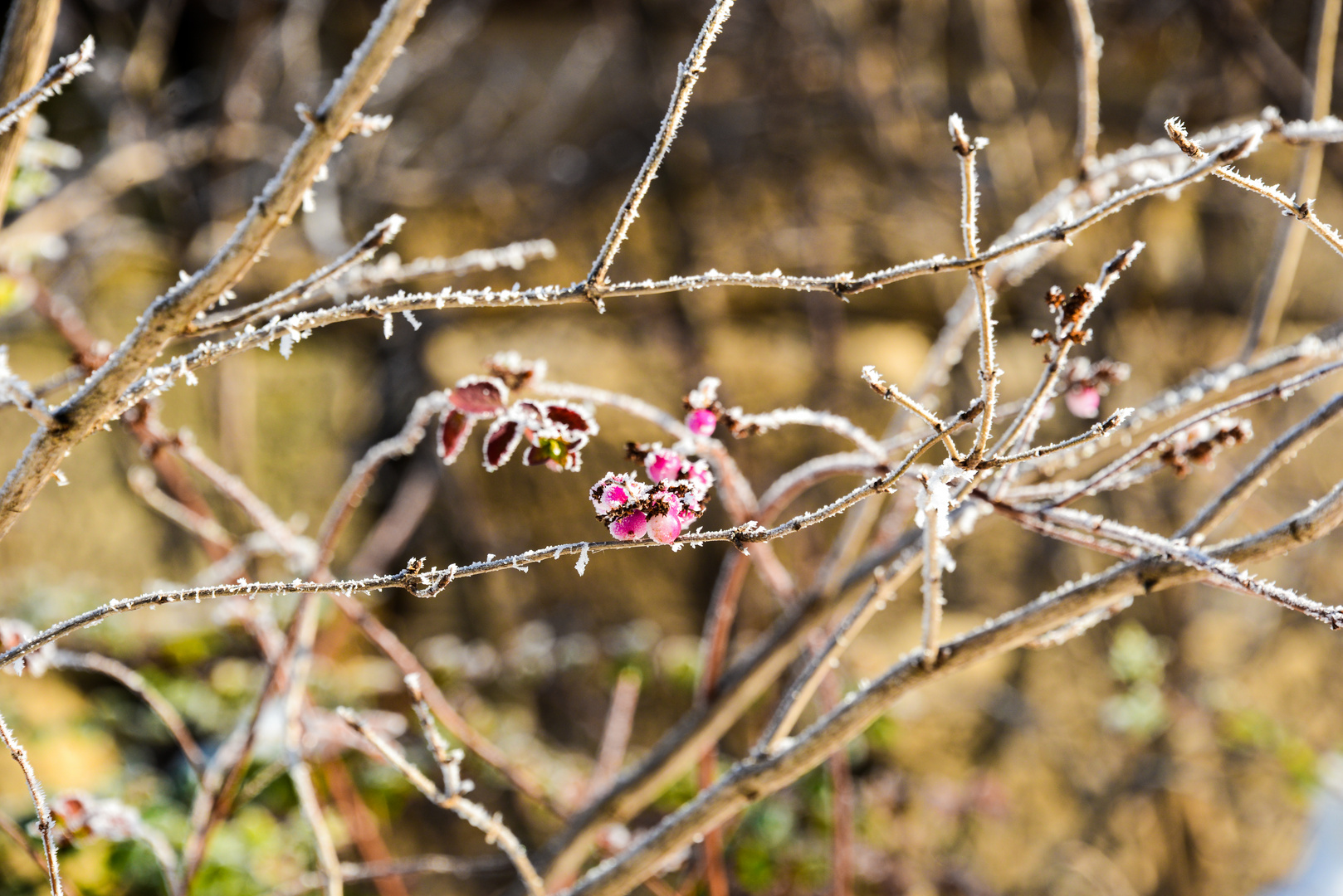 springtime