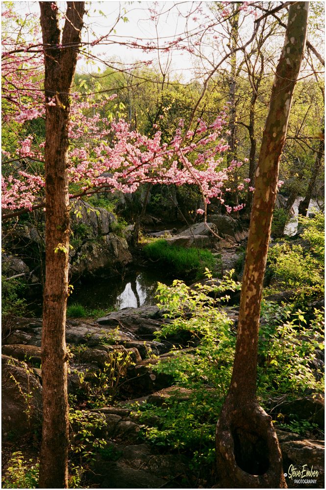 Springtime along the Great Falls Overlook Trail - No.2