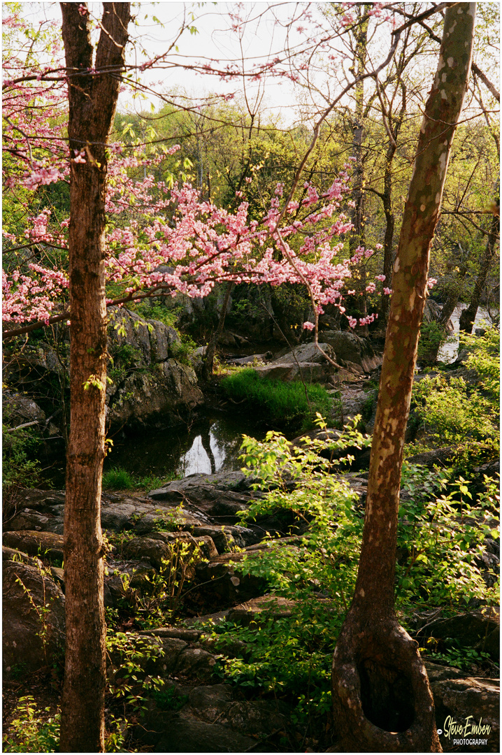 Springtime along the Great Falls Overlook Trail - No.2