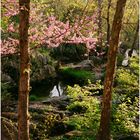 Springtime along the Great Falls Overlook Trail - No.2