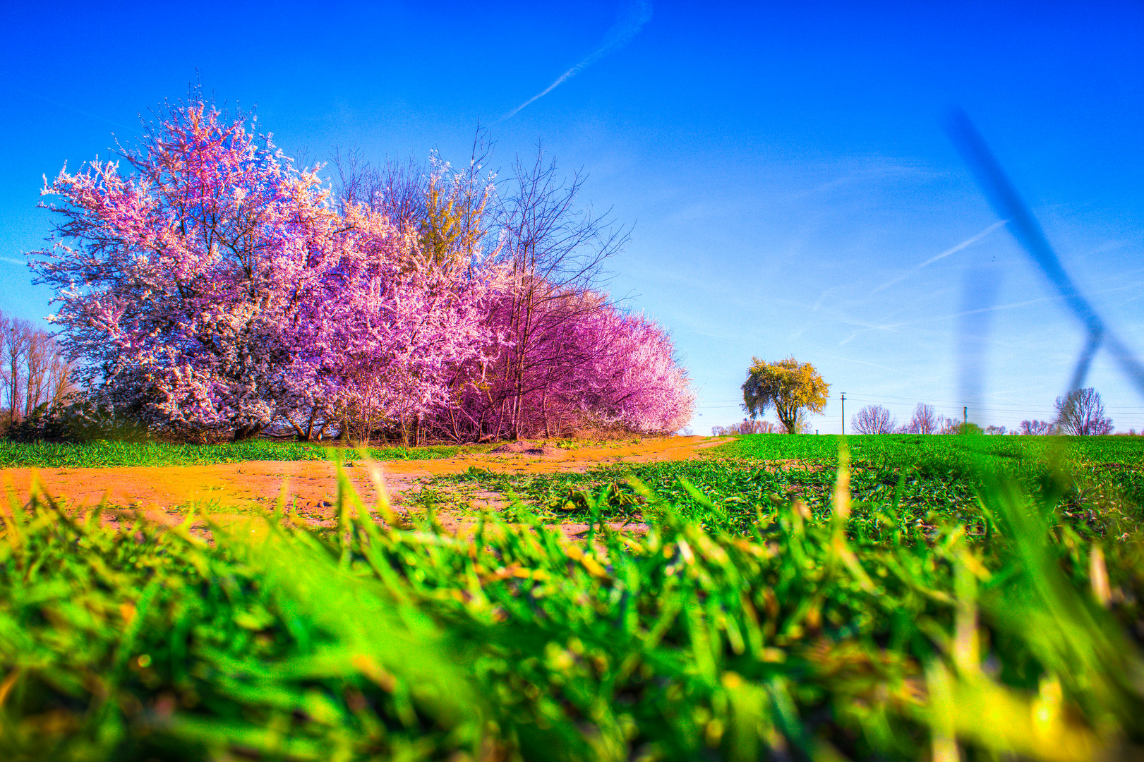 Springtime Aschaffenburg