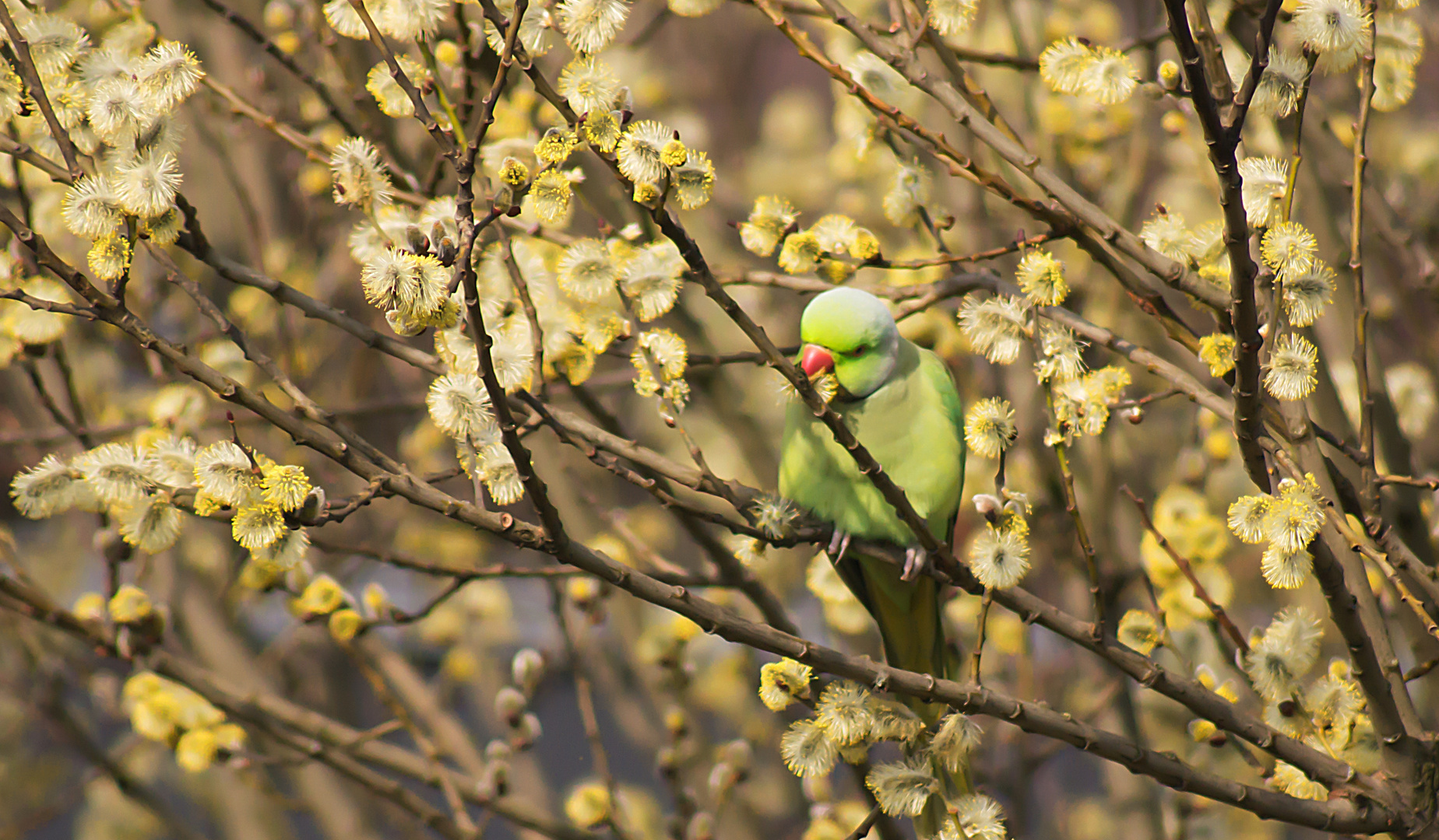 - springtime -