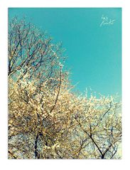 ~ springtime blossoms & sky ~