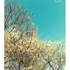 ~ springtime blossoms & sky ~