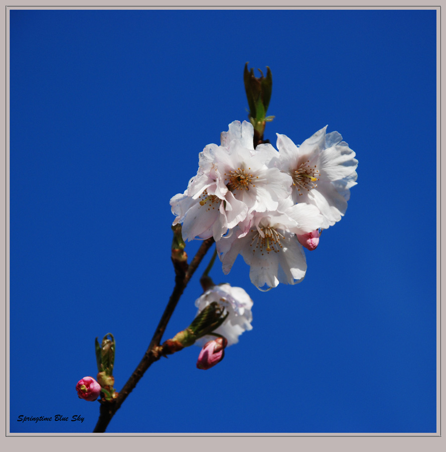 Springtime Blue Skies ...