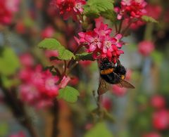 springtime busyness