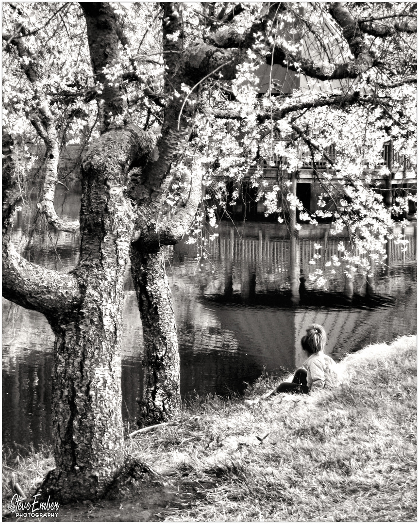 Springtime by a Lake - A Meadowlark Moment