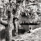 Springtime by a Lake - A Meadowlark Moment