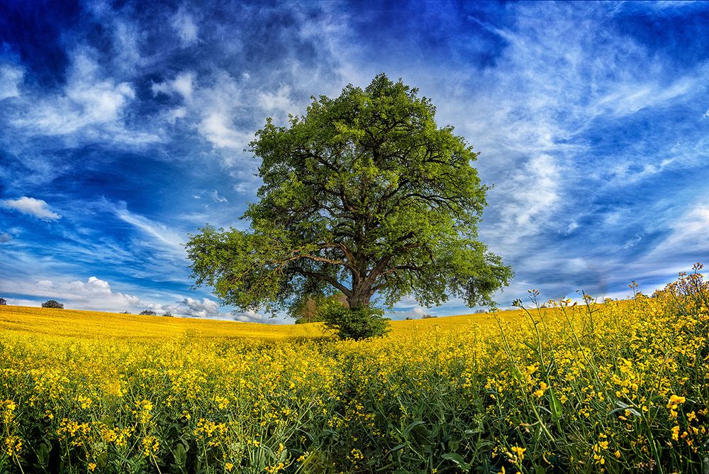 Springtime Colors von Armin Barth 