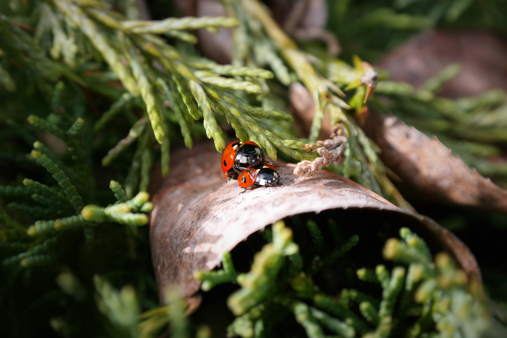 Springtime- der Frühling, es geht los..