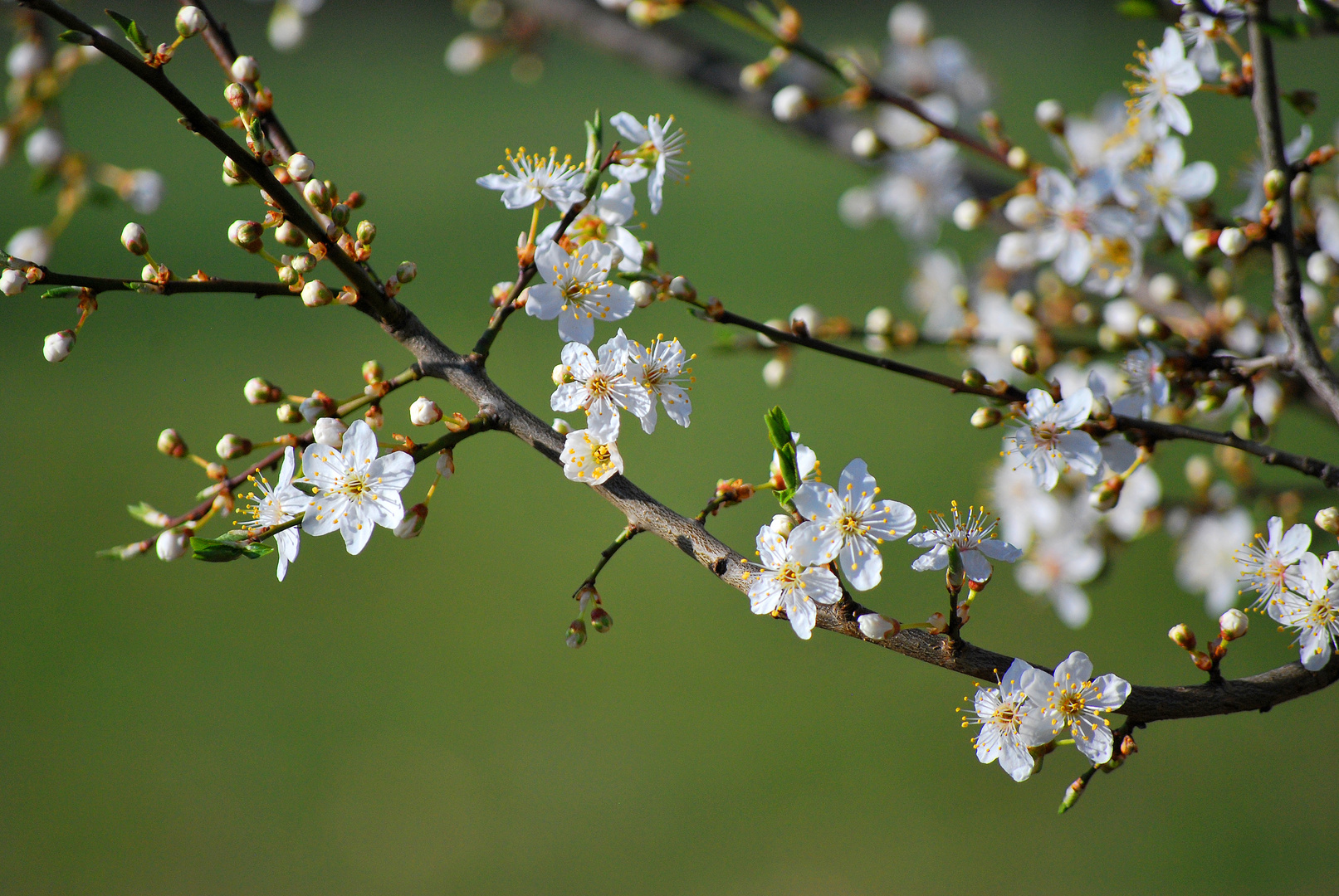 Springtime Explosion