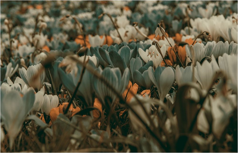 Springtime Flowers