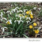 SpringTime flowers