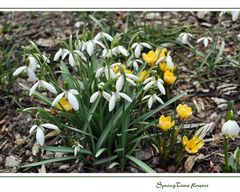 SpringTime flowers