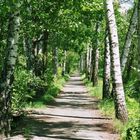 Springtime in Aspenland (Spreewald)