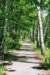 Springtime in Aspenland (Spreewald)