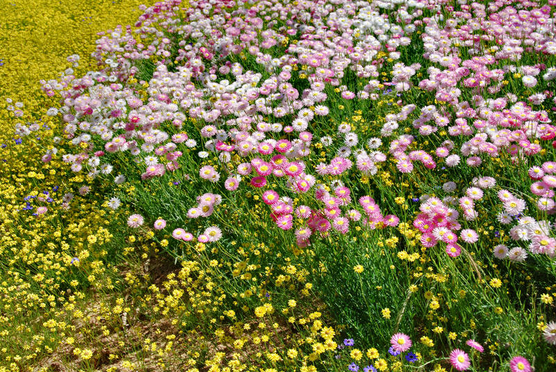 Springtime in Australia