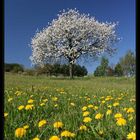 Springtime in Austria