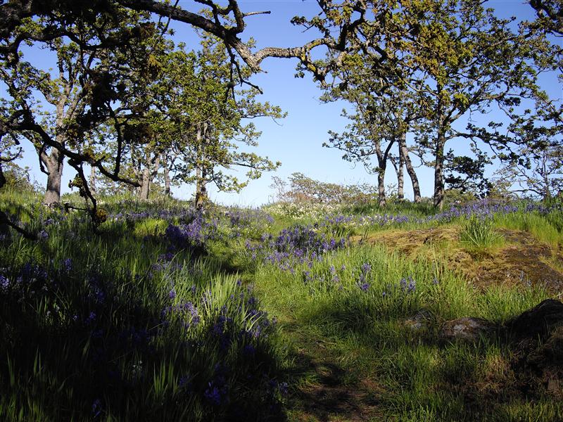 Springtime in Beacon Hill Park