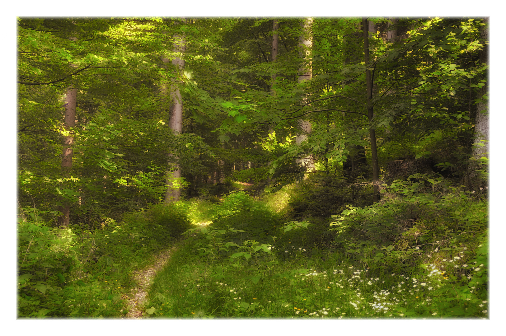 springtime in black forest