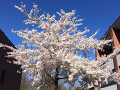 Springtime in Düsseldorf