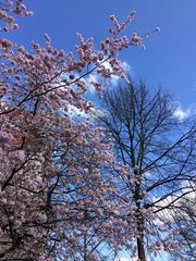 Springtime in Düsseldorf