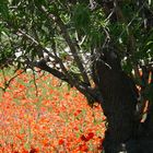 springtime in fasano/puglia/southern italy