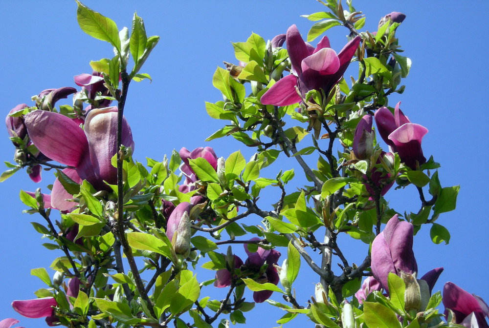 Springtime in Hannover