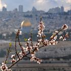 Springtime in Jerusalem | Frühling in Jerusalem