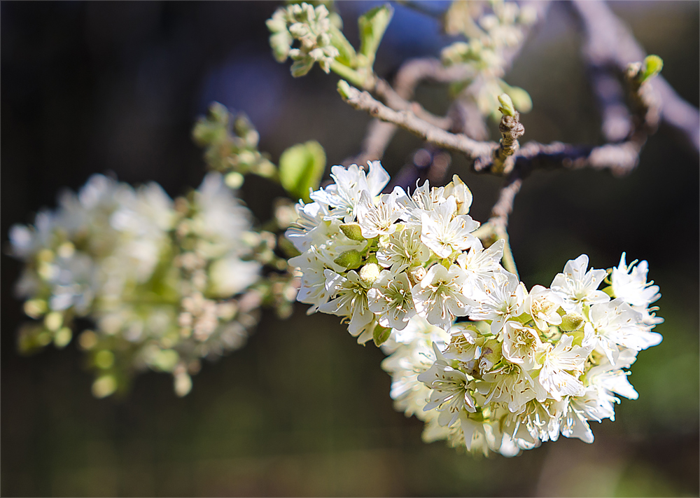 SPRINGTIME IN JOBURG