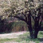 Springtime in Olympia, Greece