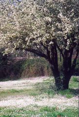 Springtime in Olympia, Greece