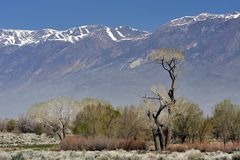 *Springtime in Owens Valley*