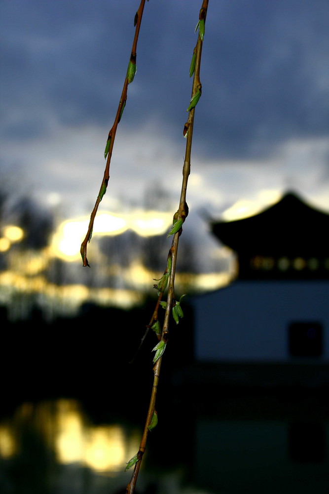 springtime in the chinese garden