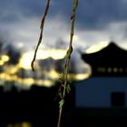 springtime in the chinese garden