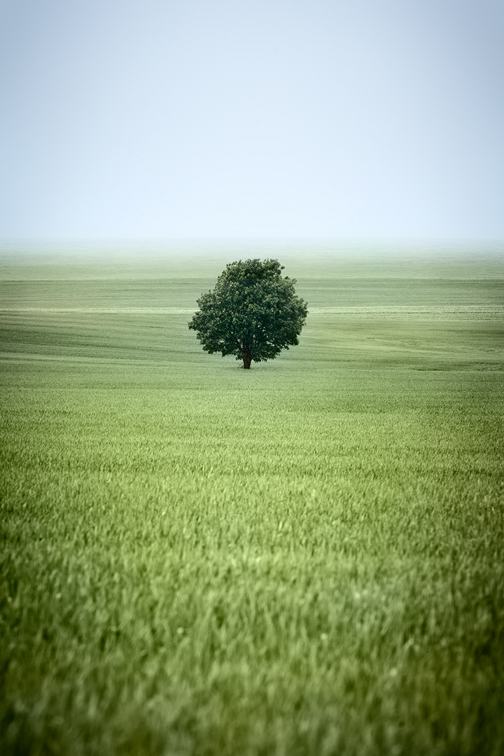 SPRINGTIME IN THE FIELDS [03|COLOR]