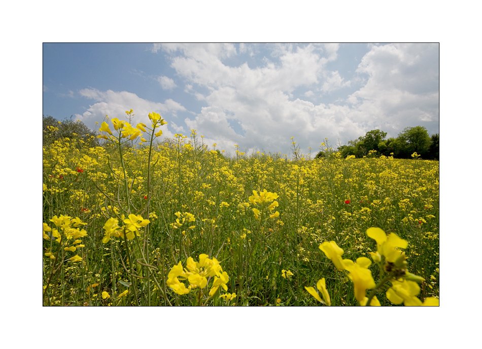 springtime in Tuscany