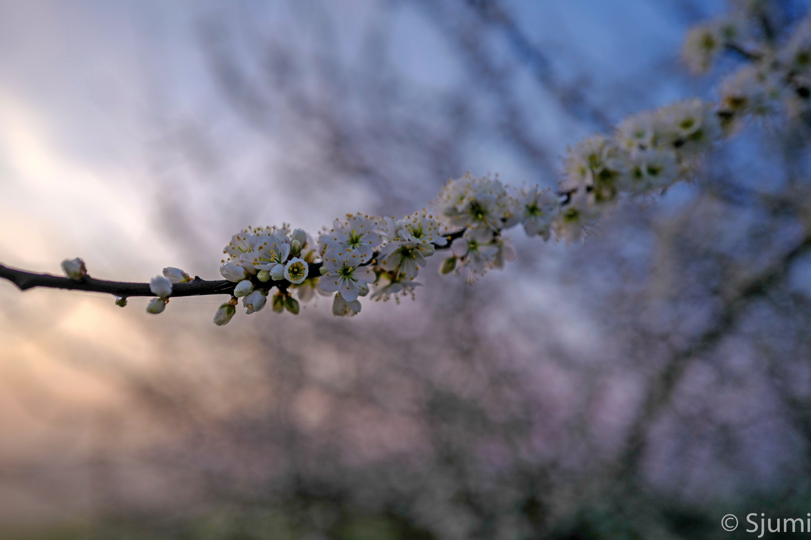 Springtime light magic