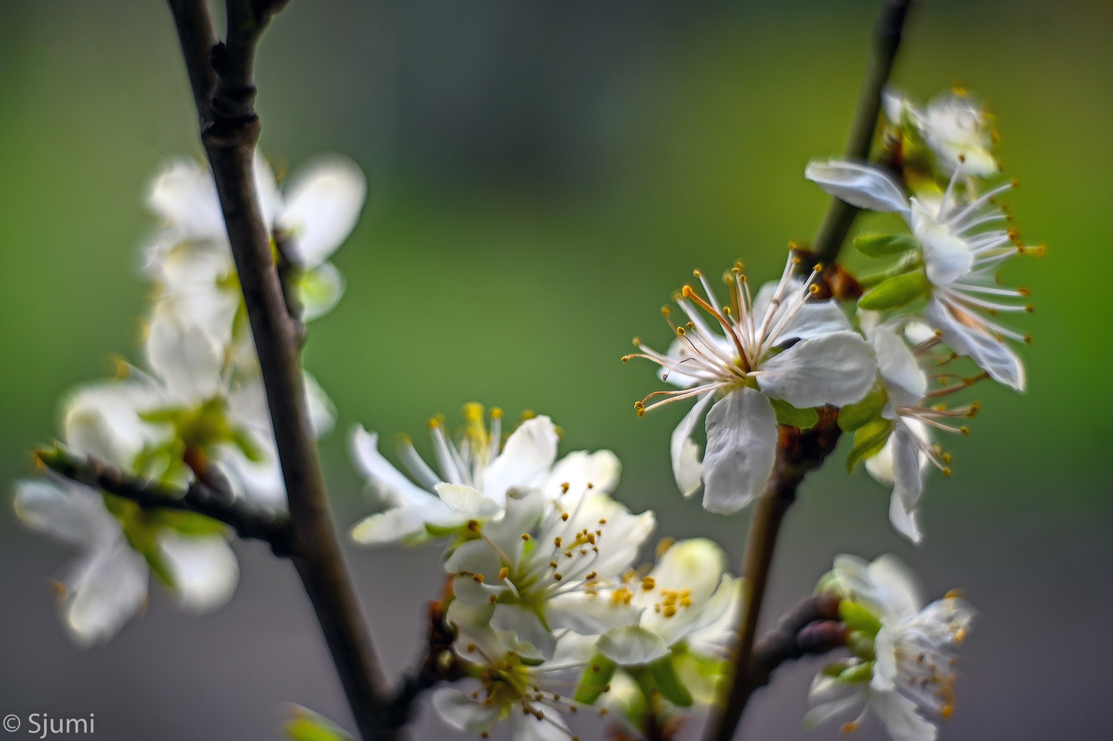 Springtime magic