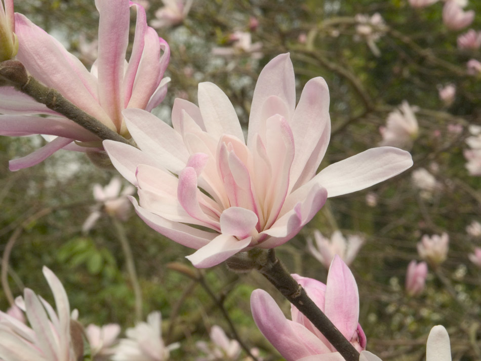 Springtime Magnolia in Wisley Gardens