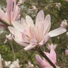 Springtime Magnolia in Wisley Gardens