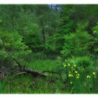 springtime morning green