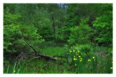 springtime morning green