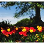 springtime on Lookout Mountain